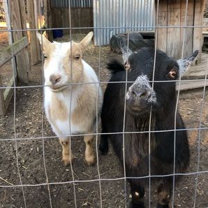 Meet your Posher, Hanna